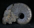 Pyritized Ammonite From Russia - #7287-1